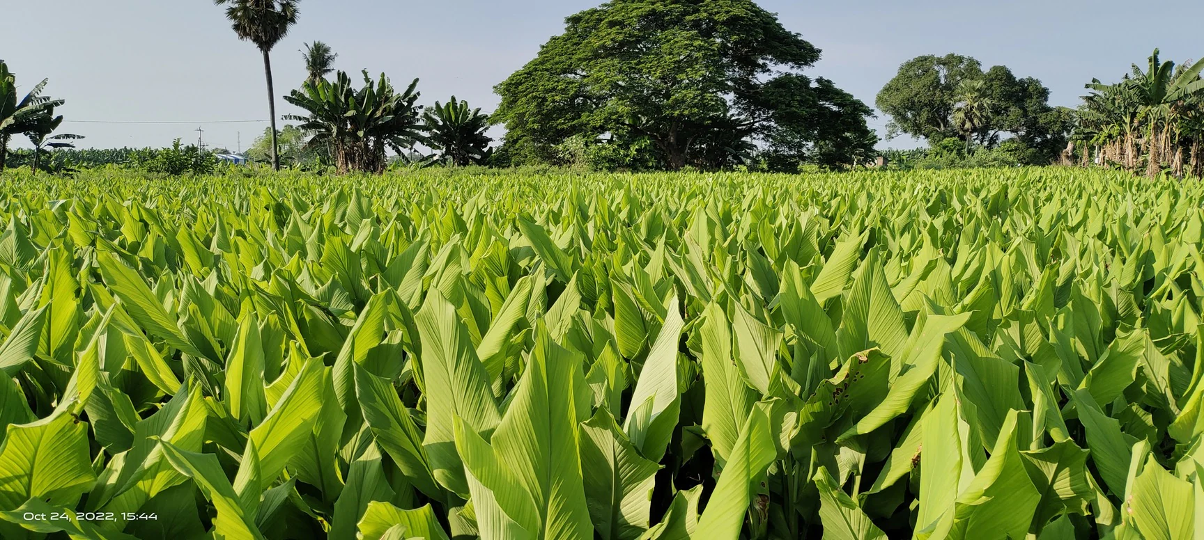 vijayamata-farmers-producer-company-limited-tumuluru-guntur-agriculture-companies-wr82lw9et5